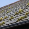Chelmsford MA is a beautiful town. But a lot of roofs have moss and lichen growing in them